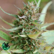 World of Seeds Legend Collection Strawberry Blue