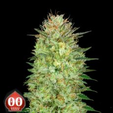 00 Seeds AUTO Sweet Critical