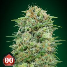 00 Seeds White Widow CBD