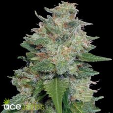 ACE Seeds Bubba Kush x Kali China