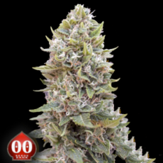 00 Seeds AUTO Hashchis Berry AKA AUTO Cheese Berry