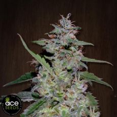 ACE Seeds China Yunnan