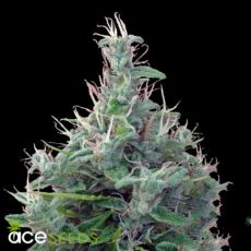 ACE Seeds Lebanese Standard