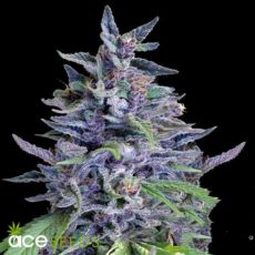 ACE Seeds Orient Express x Nepal Jam