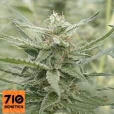 710 Genetics Seeds AK-107