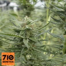 710 Genetics Seeds AK-107 AUTO