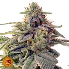 Barneys Farm Seeds Shiskaberry