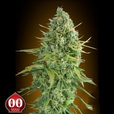 00 Seeds AUTO Do-Si-Dos Cookies