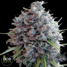 ACE Seeds Killer A5 Haze