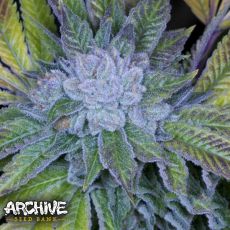 Archive Seeds Cluster Bomb