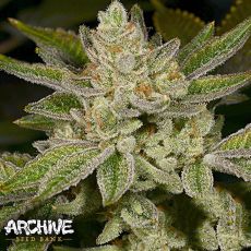 Archive Seeds Dank Dough