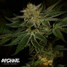 Archive Seeds DosiFace