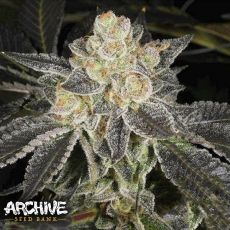 Archive Seeds Dosidos #22 F2