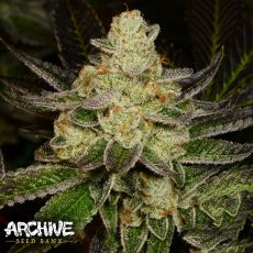 Archive Seeds Dough-Lato