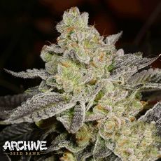 Archive Seeds Fauxsido