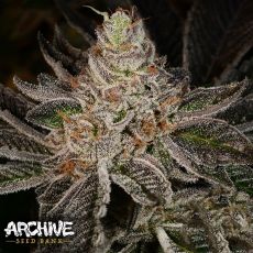 Archive Seeds Flavour Pack