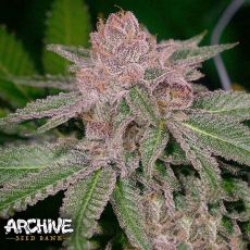 Archive Seeds Grape Smuggler