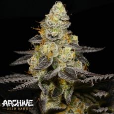 Archive Seeds Grape Vine