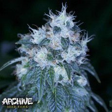Archive Seeds HazMat OG