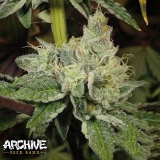 Archive Seeds Island Girl