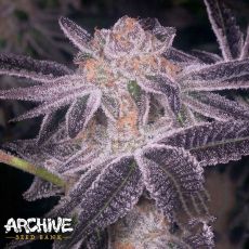 Archive Seeds Junior Mints