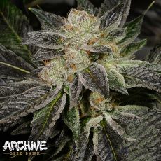 Archive Seeds King's Stash