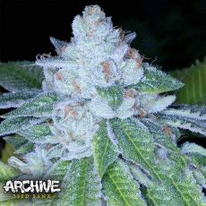Archive Seeds KirkWood OG