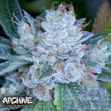 Archive Seeds Larry Faced