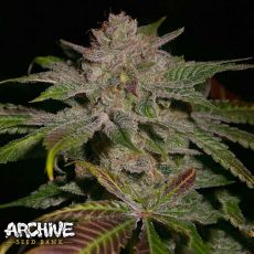 Archive Seeds Lemon Heads