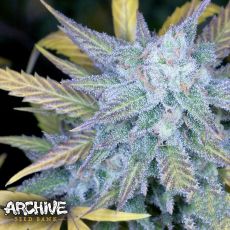 Archive Seeds Lemon Amnesia