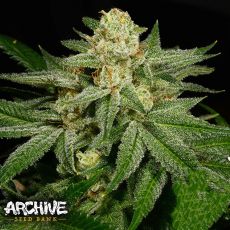 Archive Seeds Lost Cause