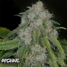 Archive Seeds Louis Faced