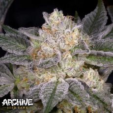 Archive Seeds Moon Boots