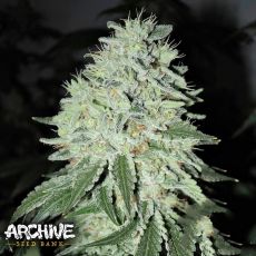 Archive Seeds Oregon Lemons