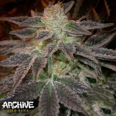 Archive Seeds Pie Face