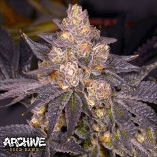 Archive Seeds Planet Purple