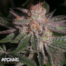 Archive Seeds Polynesian Thin Mints