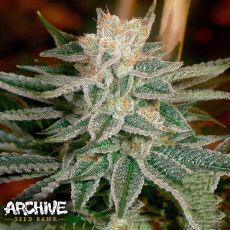 Archive Seeds Race Fuel OG