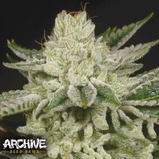 Archive Seeds Secret Formula