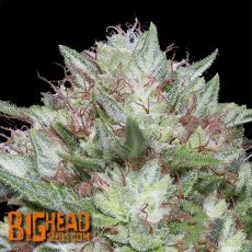 Big Head Seeds Big Head Confidential