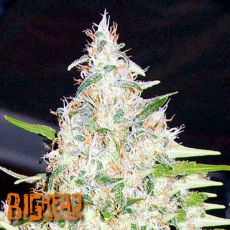 Big Head Seeds BubbleHead #13