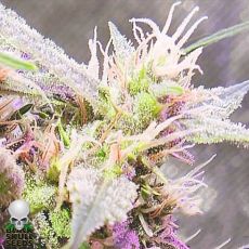 Black Skull Seeds AUTO Stardawg