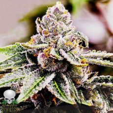 Black Skull Seeds Gelato