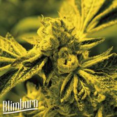 Blimburn Seeds Cafe Racer