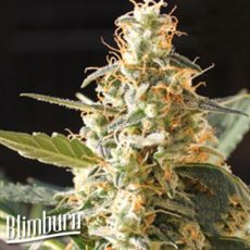 BlimBurn Seeds Cream Automatic