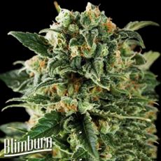 BlimBurn Seeds Critical Automatic