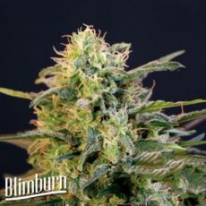 BlimBurn Seeds Mamba Negra