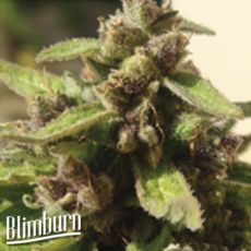 BlimBurn Seeds Mamba Negra AUTO CBD / Black Mamba AUTO CBD