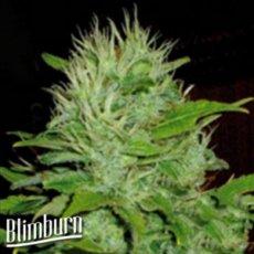 BlimBurn Seeds Mango