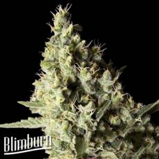 BlimBurn Seeds Narkosis